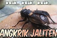 Jangkrik Jaliteng Mp3