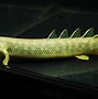 Naga Ikan